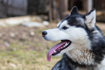 daylight. Husky dog. With multi-colored eyes. The mouth is open and the tongue is visible. There is a flare