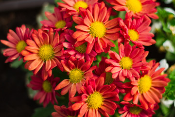 Blühende Chrysantheme Blumen im Blumenkasten