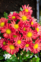 Blühende Chrysantheme Blumen im Blumenkasten