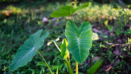 Sunlit Elephant Ear plants, also known as Colocasia and Taro with morning natural sunlight.