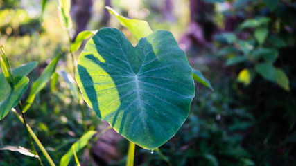 Sunlit Elephant Ear plants, also known as Colocasia and Taro with morning natural sunlight.