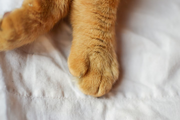 Paw of a red cat on a white background, on a white blanket. Red Cat. Ginger cat