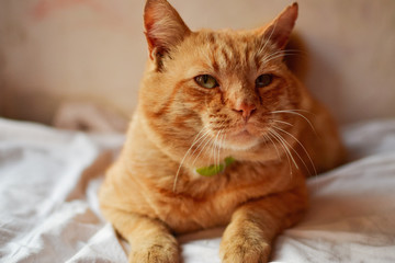 Red cat lies on a white blanket on the window. Beautiful ginger cat.