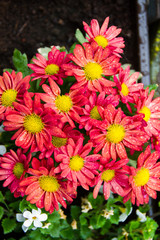 Blühende Chrysantheme Blumen im Blumenkasten