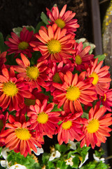 Blühende Chrysantheme Blumen im Blumenkasten