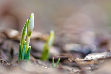 Galanthus elwesii (Elwes's snowdrop, greater snowdrop)