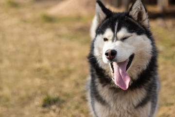 daylight. Husky dog. With multi-colored eyes. He wants to play. The mouth is open and the tongue is visible. There is a flare