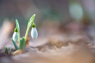Galanthus elwesii (Elwes's snowdrop, greater snowdrop)