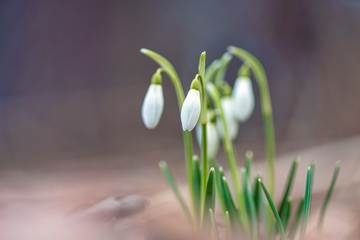 Galanthus elwesii (Elwes's snowdrop, greater snowdrop)