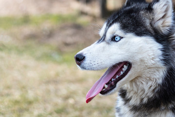 daylight. Husky dog. With multi-colored eyes. The mouth is open and the tongue is visible. There is a flare