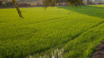 the birds in rice fields