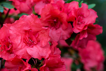 Azaleas tropical flower.