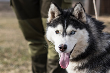 daylight. Husky dog. With multi-colored eyes. The mouth is open and the tongue is visible. There is a flare