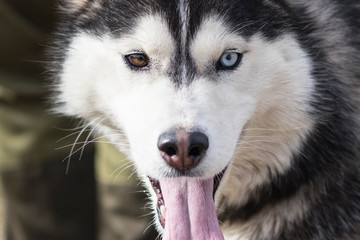 daylight. Husky dog. With multi-colored eyes. The mouth is open and the tongue is visible. There is a flare