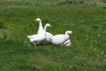 A flock of domestic geese on green grass