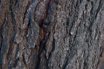 Tree bark. Natural texture background