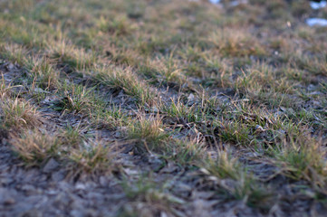 Frozen meadow winter grass. selective focus