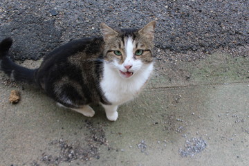 chat