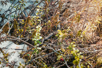 Poisonous viper on branch in the forest is heated in the spring sunshine.