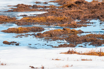 Little bird living in deep swamp.