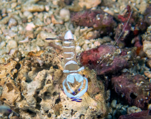Magnificent Anemone Shrimp (Periclimenes magnificus)