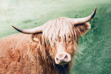 Hairy highland cow, scottish symbol, Scotland UK