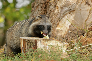 raccoon in a tree