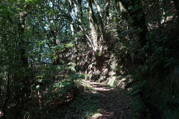 Lorbeerwald mit Levada auf Madeira