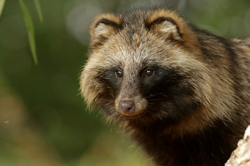 brown bear in the forest