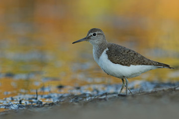 seagull on the beach