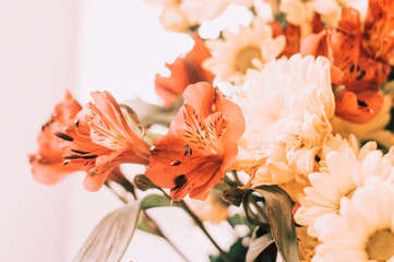 Alstroemeria red. Photo of flowers in retro style.
