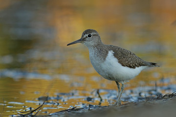 bird on the beach