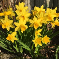 Close up of several yellow narcissus flowers