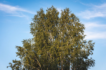 Fluffy branches with green leaves of white birch on background of blue sky with clouds.