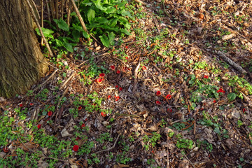 Red mushroom Scarlet elf cup (Sarcoscypha sp.) red fungi Sarcoscypha coccinea or scarlet elf cap, scarlet cup, fungus in family Sarcoscyphaceae, order Pezizales ex Helvella coccinea, saucer or cup sha