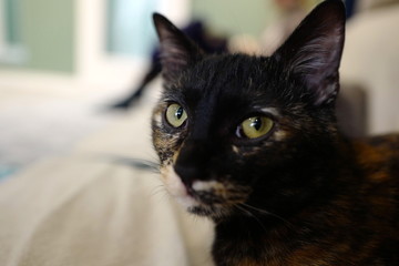 黒猫 ペット 子猫 可愛い 室内 飼育