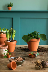Stylish and botany composition of home  garden interior filled a lot of plants and cacti in ceramics pots on the wooden table. Spring time, green blossom. Botany concept of home room. Template.