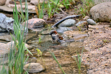 Bathing a sparrow in a pure fountain