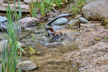 Bathing a sparrow in a pure fountain