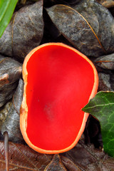 Red mushroom Scarlet elf cup (Sarcoscypha sp.) red fungi Sarcoscypha coccinea or scarlet elf cap,...