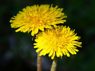 Two yellow dandelions on the deep green background close-up. Taraxacum or dandelion - perennial herbaceous plant of the Astrov family. The most common spring flowers, macrocosm