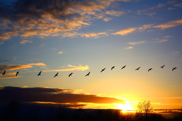 Silhouette of flying geese on sunset background