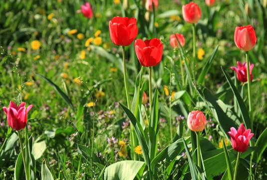 Colorful red tulips (Tulipa L) in blossom between the grass in city garden. Springtime and warm landscape with blooming flowers in the light of the sun. City park decoration. Bright colors of nature © Roden_W