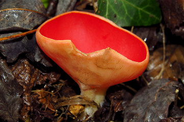 Red mushroom Scarlet elf cup (Sarcoscypha sp.) red fungi Sarcoscypha coccinea or scarlet elf cap,...
