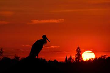 Fototapeta na wymiar Silhouette of flying stork on sunset background