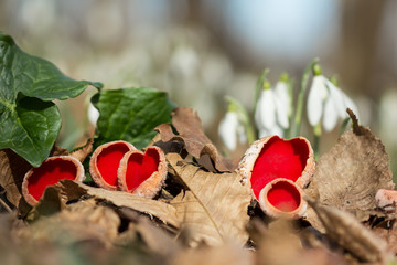 Red mushroom Scarlet elf cup (Sarcoscypha sp.) red fungi Sarcoscypha coccinea or scarlet elf cap,...