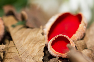 Red mushroom Scarlet elf cup (Sarcoscypha sp.) red fungi Sarcoscypha coccinea or scarlet elf cap,...