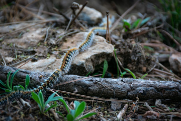 Worms of the processionary caterpillar in a row after coming down from a tree.