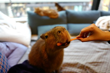 カビパラ ペット 飼育 人参 食事 餌