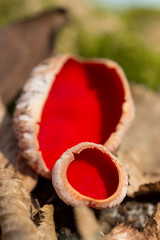 Red mushroom Scarlet elf cup (Sarcoscypha sp.) red fungi Sarcoscypha coccinea or scarlet elf cap,...